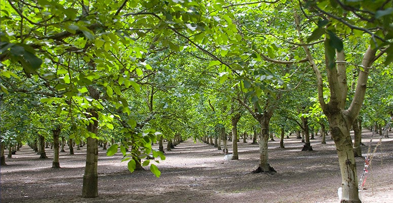 Walnut orchard near Dixon, California